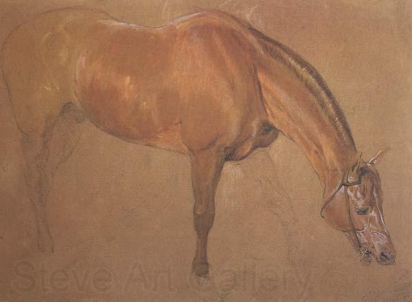 Sir edwin landseer,ra Study of a Horse (mk46) Norge oil painting art